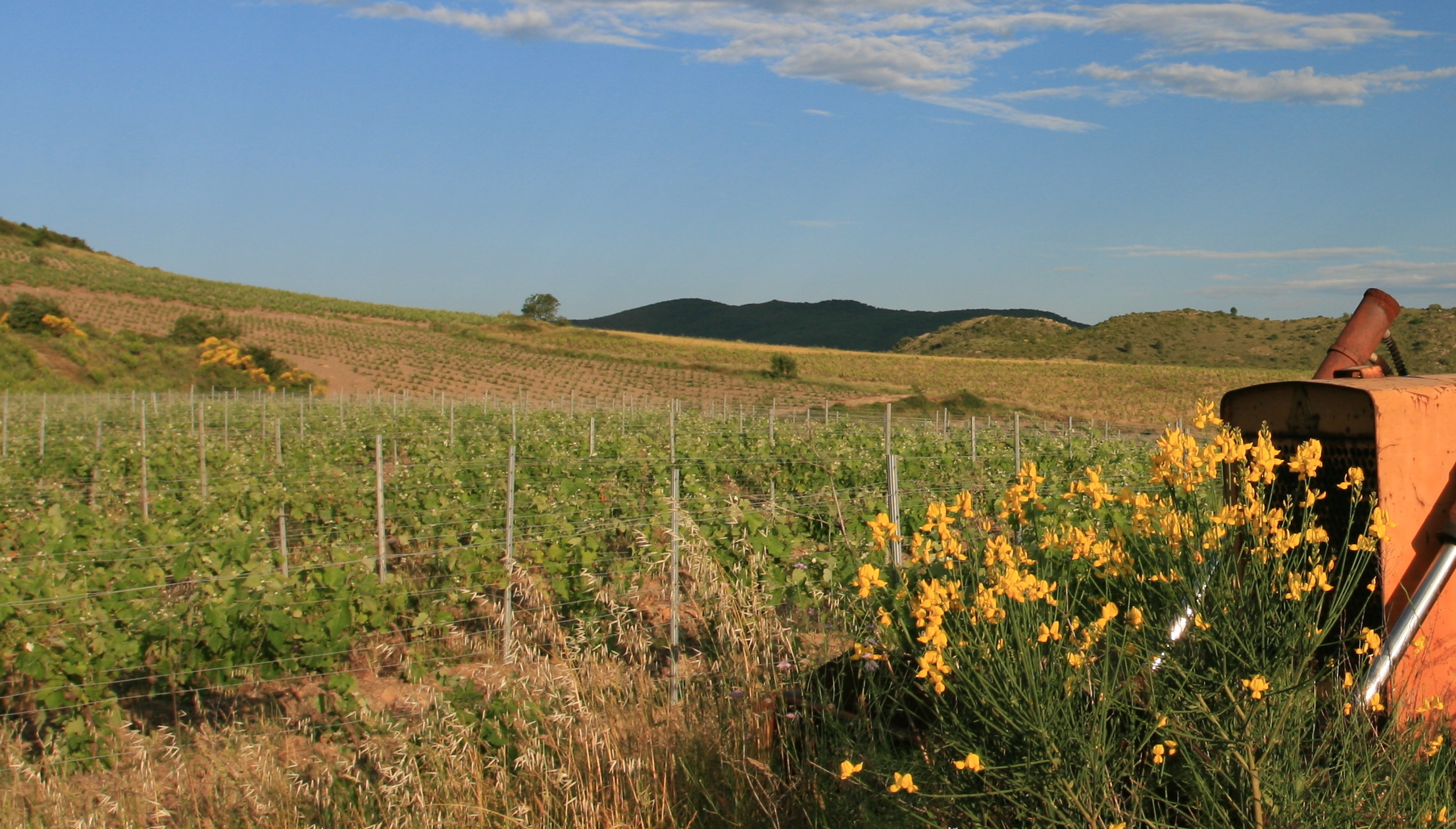 Des oiseaux, des vignes et des troupeaux